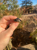 African Keeled Mud Turtle Babies (Pelusios carinatus)