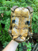 Forstens Tortoise Adult  Male 5 (Indotestudo forstenii)