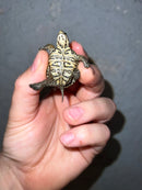 Concentric Diamondback Terrapin 2022 (Malaclemys terrapin)