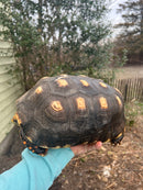 Red Foot Tortoise Adult Female 4 (Chelonoidis carbonaria)