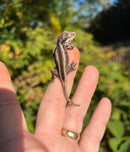 Striped Gargoyle Gecko Well Started Babies (Rhacodactylus auriculatus)
