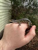 Drakensburg Crag Lizard Pair (Pseudocordylus subviridis)