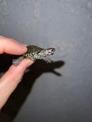Concentric Diamondback Terrapin 2022 (Malaclemys terrapin)