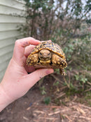 South African Giant  Leopard Tortoise Female