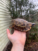 Homes Hinge-back Tortoise Adult Pair 2 (Kinixys homeana)