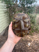 Burmese Brown Mountain Tortoise Female 2 ( Manouria emys emys)