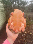 Pink Bellied Snapping Turtle Adults (Elseya novaguineae)