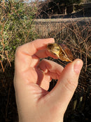McCord's Box Turtle Baby (Cuora mccordi)