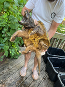 Alligator Snapping Turtle Adult Male (Macrochelys temminckii)