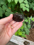 Razor backed Musk Turtle Sub-Adults (Sternotherus carinatus)