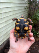 Brazilian Cherryhead Tortoise 2021