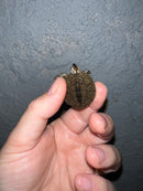 Concentric Diamondback Terrapin 2022 (Malaclemys terrapin)