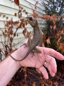 Mountain Horned Lizards (Acanthosaura capra)