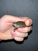 Concentric Diamondback Terrapin 2022 (Malaclemys terrapin)