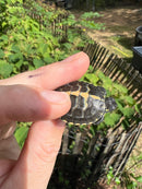 Pastel Southern Painted Turtle Baby (Chrysemys picta dorsalis)