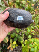 Vampire Musk Turtle Adult Male