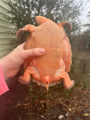 Pink Bellied Snapping Turtle Adults (Elseya novaguineae)