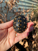 Ornate Diamondback Terrapin (4 inch) Female
