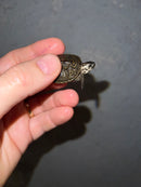 Concentric Diamondback Terrapin 2022 (Malaclemys terrapin)