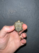 Concentric Diamondback Terrapin 2022 (Malaclemys terrapin)