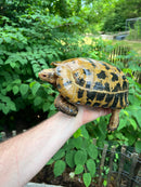 Forstens Tortoise Adult  Male 3 (Indotestudo forstenii)