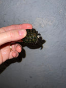 Concentric Diamondback Terrapin 2022 (Malaclemys terrapin)