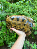 Forstens Tortoise Adult  Male 5 (Indotestudo forstenii)