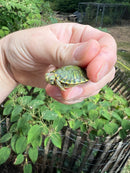 Pastel Clown Red Eared Slider Turtle