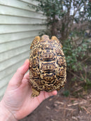 South African Giant  Leopard Tortoise Female