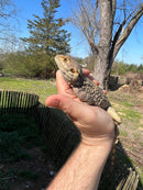Painted Agama Adult Pair  (Laudakia stellio brachydactyla)