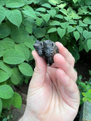 Florida Snapping Turtle (Chelydra serpentina osceola)