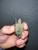 Concentric Diamondback Terrapin 2022 (Malaclemys terrapin)