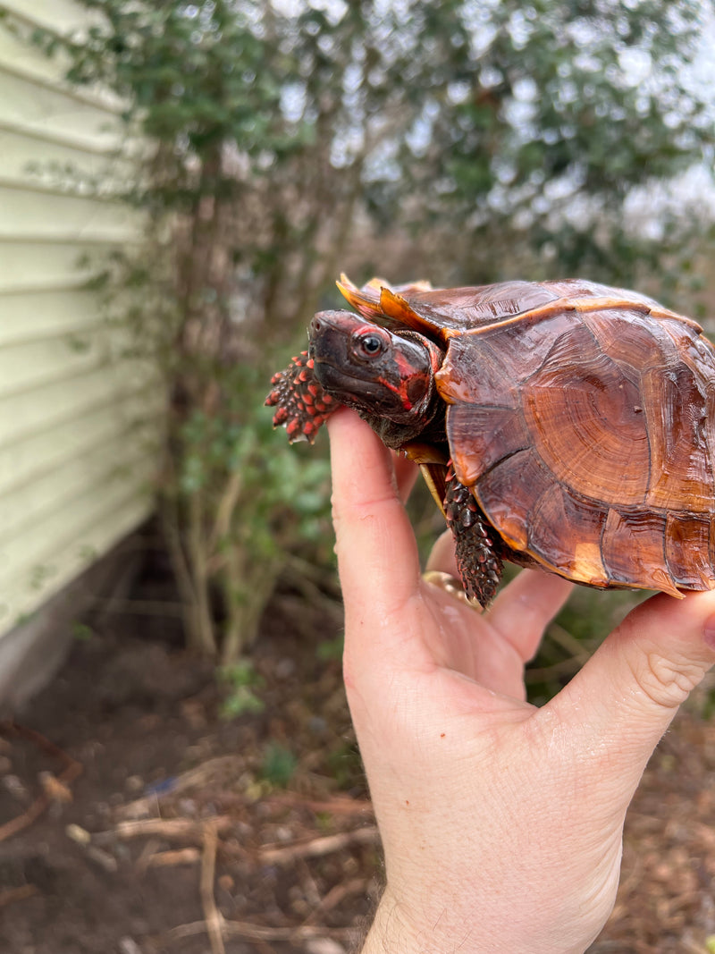 Spiny Hill Turtle CB Female 2 (Heosemys spinosa)