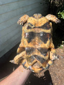 Marginated Tortoise Adult Male 2 (Testudo marginata)