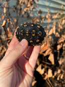 Ornate Diamondback Terrapin (4 inch) Female
