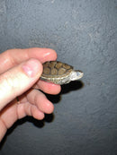 Concentric Diamondback Terrapin 2022 (Malaclemys terrapin)