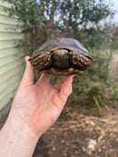 Burmese Brown Mountain Tortoise Female 2 ( Manouria emys emys)