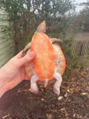 Pink Bellied Sideneck Turtle Adults (Emydura subglobosa)
