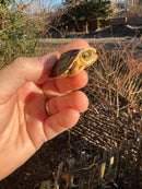 McCord's Box Turtle Baby (Cuora mccordi)