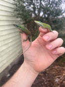Green Anole (Anolis carolinensis)