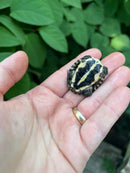 Vietnamese Pond Turtle Babies (Mauremys annamensis)