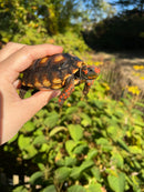 Brazilian Cherryhead Red Foot Tortoise 2020 (4-5 inch) Female ( Geochelone carbonaria)
