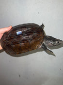 Mexican Giant Musk Adult Female 1 (Staurotypus triporcatus)