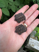 Florida Snapping Turtle (Chelydra serpentina osceola)