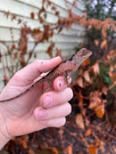 Brown Tree Dragons (Acanthosaura lepidogaster)