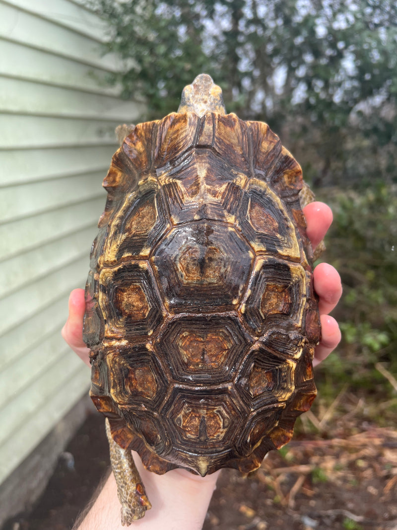 Homes Hinge-back Tortoise Adult Pair 4 (Kinixys homeana)
