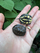 Vietnamese Pond Turtle Babies (Mauremys annamensis)
