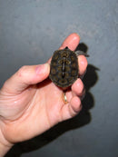 Concentric Diamondback Terrapin 2022 (Malaclemys terrapin)