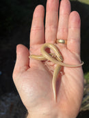 Egyptian Legless Sand Skink (Sphenops sepsoides)
