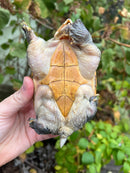 Vampire Musk Turtle Adult Female